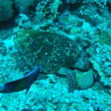 Sharm el-Sheikh